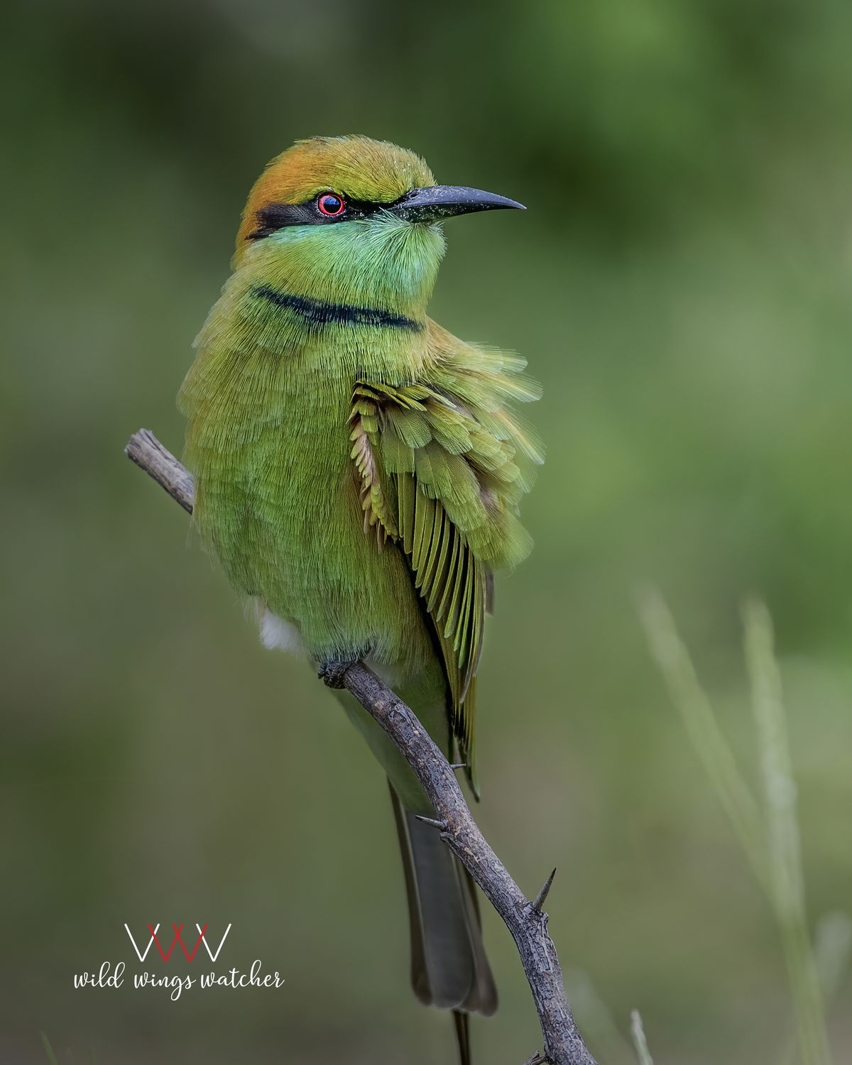 Green bee eater lookout 002